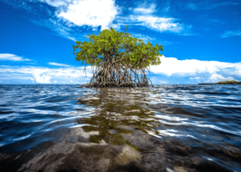 MOL To Participate In Marine Biodiversity Protection Big Data Project ‘Ocean180’