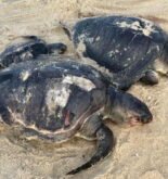 About Hundred Turtle Carcasses Wash Ashore Sri Lankan Beaches After X-Press Pearl Fire