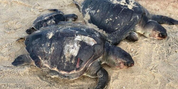 About Hundred Turtle Carcasses Wash Ashore Sri Lankan Beaches After X-Press Pearl Fire