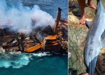 Ecological Disaster Caused By MV X-Press Pearl Sinking, Killed 200+ Marine Animals So Far