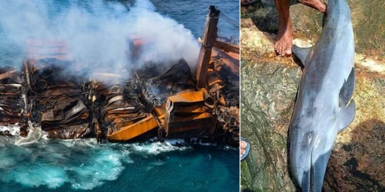 Ecological Disaster Caused By MV X-Press Pearl Sinking, Killed 200+ Marine Animals So Far