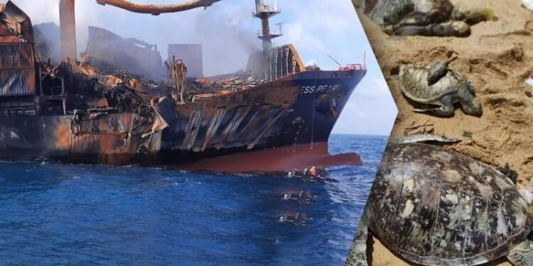 Dead Marine Animals Wash Up Ashore In Sri Lanka After Cargo Ship Sinks