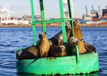 Port Of Long Beach And Port Of Los Angeles Completes In-Depth Biosurvey On Harbor Wildlife
