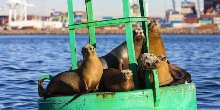 Port Of Long Beach And Port Of Los Angeles Completes In-Depth Biosurvey On Harbor Wildlife