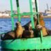 Port Of Long Beach And Port Of Los Angeles Completes In-Depth Biosurvey On Harbor Wildlife
