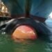 Whale-Safe Certification Launched For Vessels To Prevent Death Of 20000 Whales Every Year