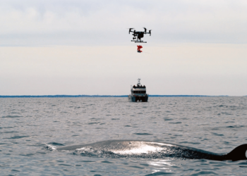 VIDEO: BOEM, NOAA Use Drones to Tag Endangered Whales