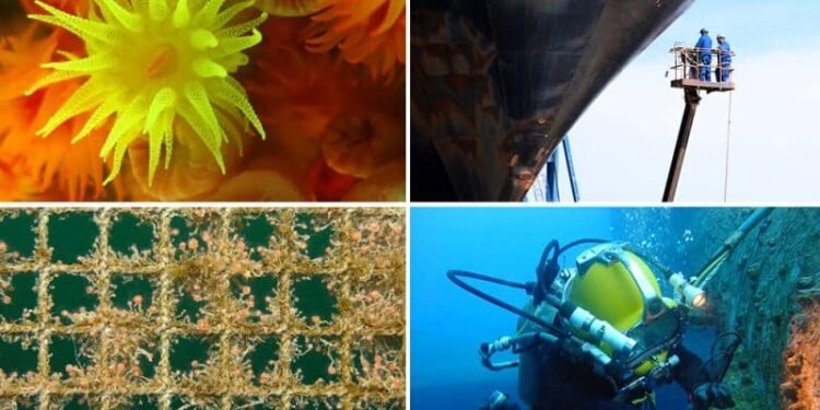 Tackling Aquatic Invasive Species Introduced Via Biofouling – GloFouling Task Force Reviews Progress glofouling