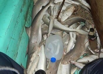 USCG Catches Four Fishermen Poaching Sharks in Gulf of Mexico