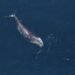 NOAA Proposes New Vessel Speed Regulations to Protect North Atlantic Right Whales