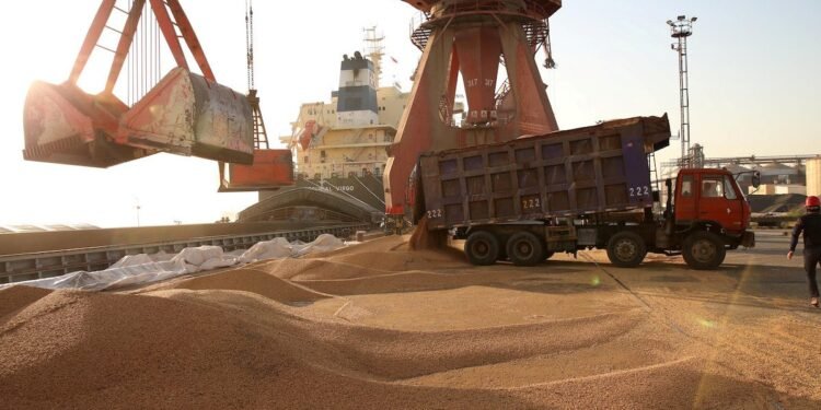 soybeans