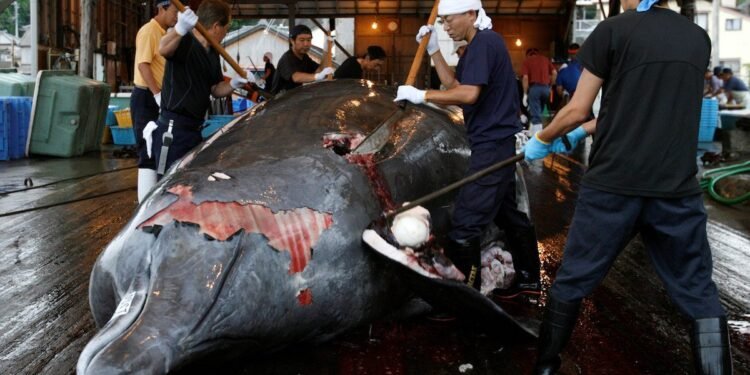 japanese commercial whaling