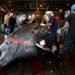 Japan to Resume Commercial Whaling After Pulling Out of IWC japanese commercial whaling