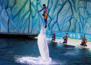 Tidal Wave of Chinese Marine Parks Fuels Murky Cetacean Trade