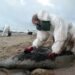 Insurer Must Pay Spanish Claim in Galicia Oil Spill, EU Court Says