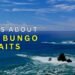 7 Amazing Facts About The Bungo Straits