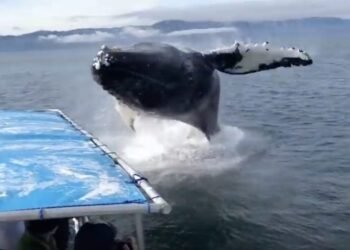 Watch: Incredible Whale Watching Close Call in Alaska