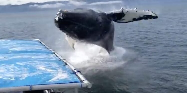 Watch: Incredible Whale Watching Close Call in Alaska
