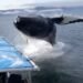 Watch: Incredible Whale Watching Close Call in Alaska