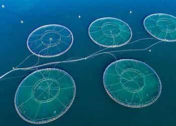 norway fish farm