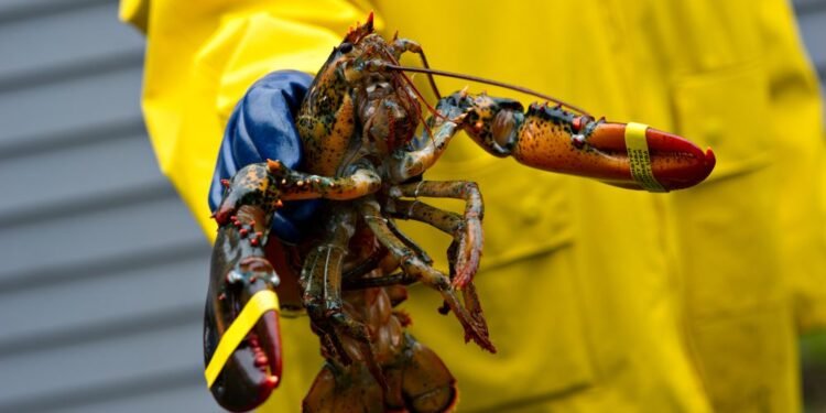 Maine lobster fishing