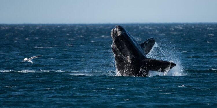 right whale