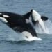 killer-whales-591130_1280