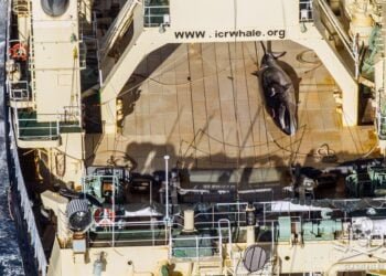 Australia ‘Deeply Disappointed’ by Japan’s Continued Whale Hunt in Southern Ocean