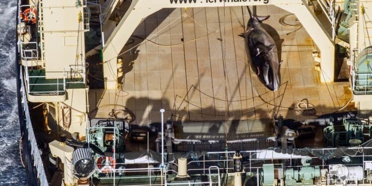 Australia ‘Deeply Disappointed’ by Japan’s Continued Whale Hunt in Southern Ocean