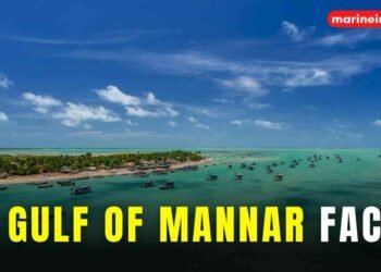 12 Gulf Of Mannar Facts You Might Not Know