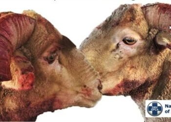 South Africa: Feedlot Manager Arrested for Dehorning Rams Bound for Sea Transport