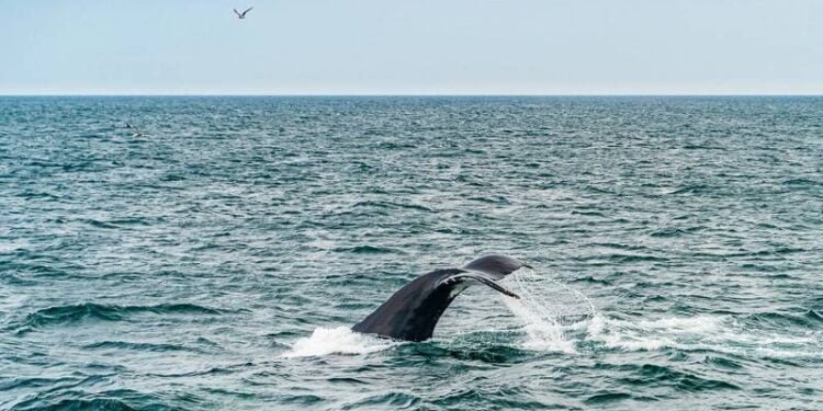 Alliance Says No Link Between Offshore Wind Surveys and Mammal Deaths