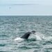 Alliance Says No Link Between Offshore Wind Surveys as well as Mammal Deaths Alliance Says No Link Between Offshore Wind Surveys and Mammal Deaths