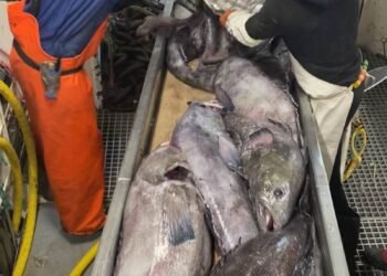 Longline Fishing Company Successfully Trials Whale Depredation Solution