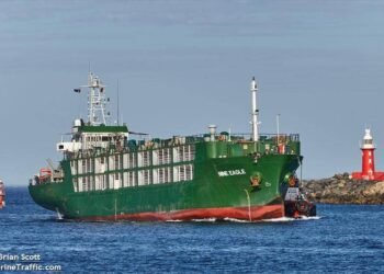 Cattle Offloaded from Disabled Livestock Carrier