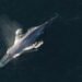 Search Continues for Entangled Blue Whale Off California
