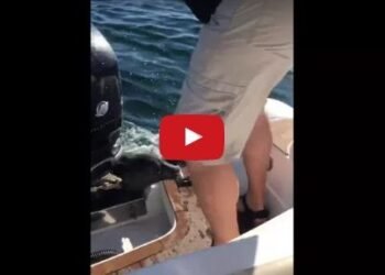 Outboard Engine Video