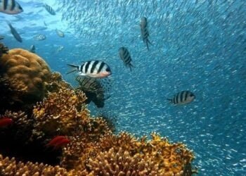 Can You Insure a Coral Reef? With the Right Formula, the Answer is Yes