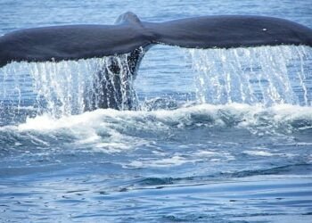 North American Lobster Industry Confronts 'Ropeless' Traps After Whale Entanglements