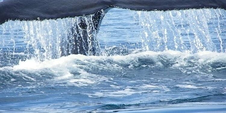 North American Lobster Industry Confronts 'Ropeless' Traps After Whale Entanglements