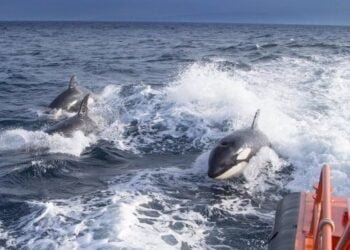 Orcas Sink Sailing Yacht off Morocco