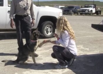 Dog Believed Lost at Sea Turns Up on U.S. Navy Island After Five Weeks