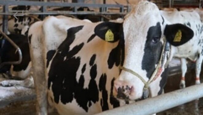 Liquefied bio-methane (LBM), also known as bio-LNG, is produced from cow dung