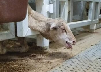 Animal Cruelty Charges Dropped