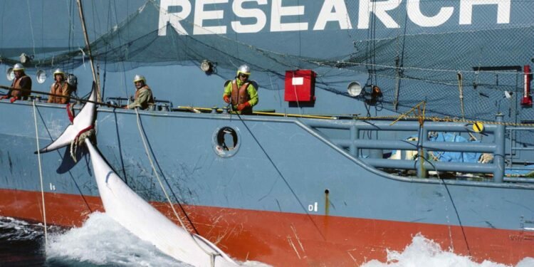 yushin maru whaling japanese cetacean research sea shepherd