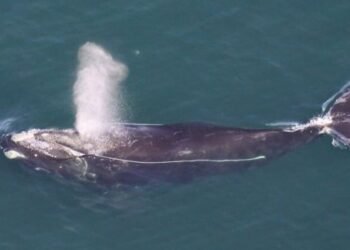 North Atlantic Right Whale Found Dead on Martha's Vineyard