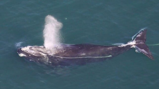 North Atlantic Right Whale Found Dead on Martha's Vineyard