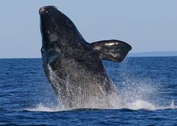 BOEM and NOAA Release North Atlantic Right Whale and Offshore Wind Strategy