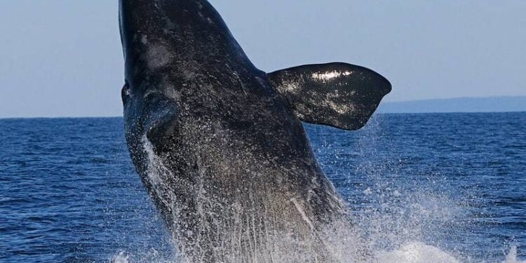 BOEM and NOAA Release North Atlantic Right Whale and Offshore Wind Strategy BOEM and NOAA Release North Atlantic Right Whale and Offshore Wind Strategy