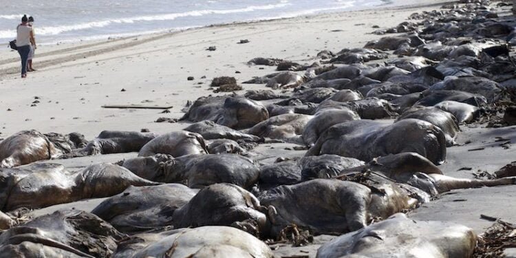 Capsized Livestock Carrier Causing a Huge Stink in Brazil